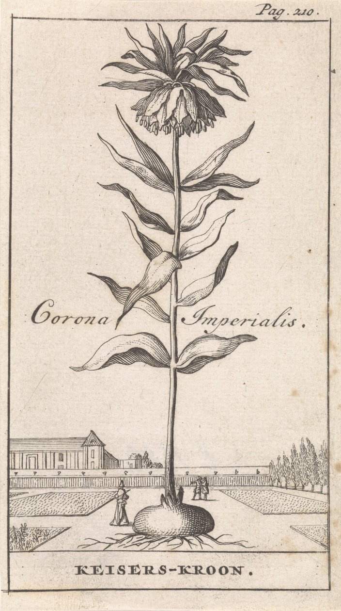 la corona imperial Corona Imperialis / Corona Imperial (título sobre el objeto) de Caspar Luyken