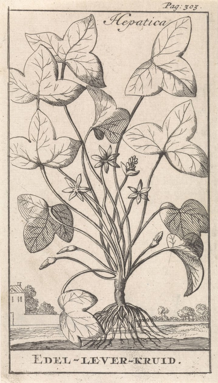hierba de hígado Hepetica / Noble-Liver-Herb (título sobre el objeto) de Caspar Luyken