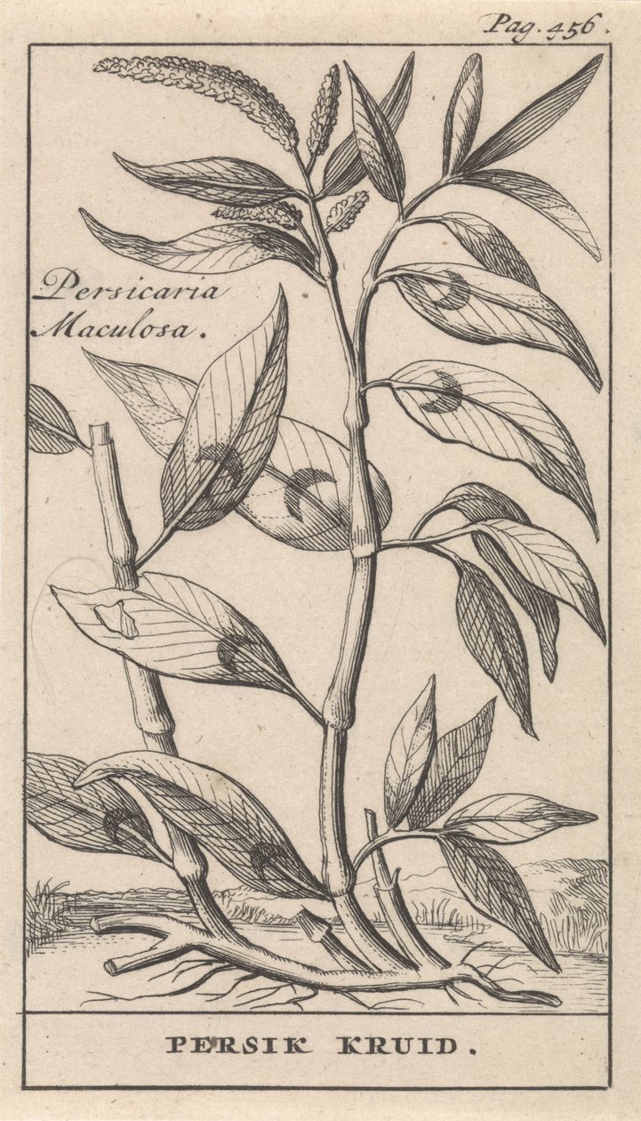 especia de durazno Persicaria Maculosa / Hierba Persik (título sobre el objeto) de Caspar Luyken