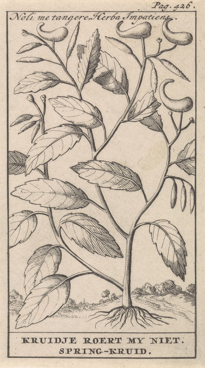 hierba de primavera Noli me tangere, Herba Impatiens / Kruidje no me conmueve. Hierba de primavera (título del objeto) de Caspar Luyken