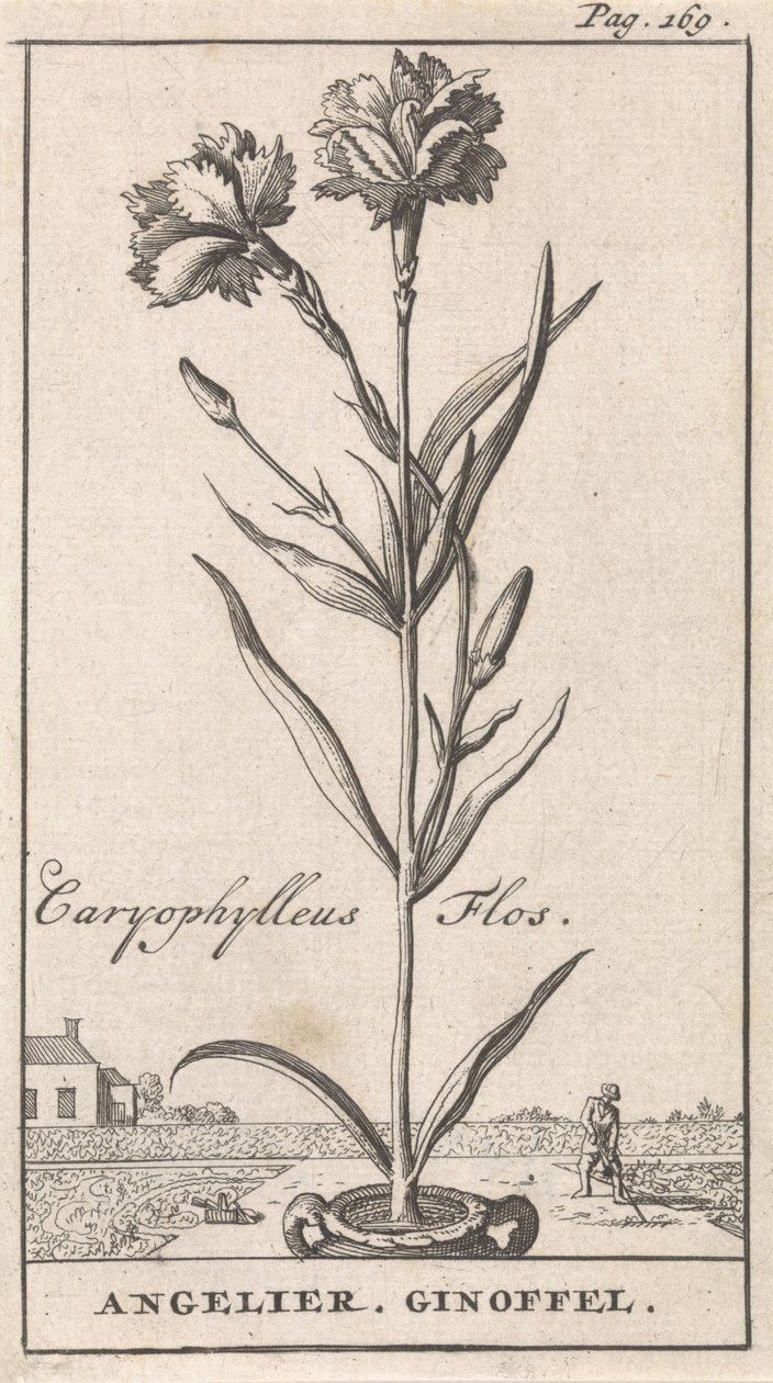 Página de título y ocho impresiones con flores Anjelier Caryophylleus Flos / Angelier. Ginoffel (título sobre objeto) de Caspar Luyken