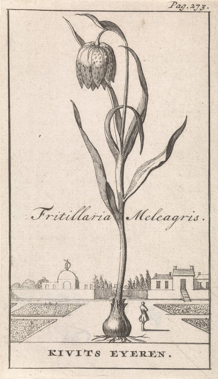 Página de título y ocho impresiones con flores Kievitsbloem Fritillaria Meleagris / Kivits Eyeren (título sobre el objeto) de Caspar Luyken