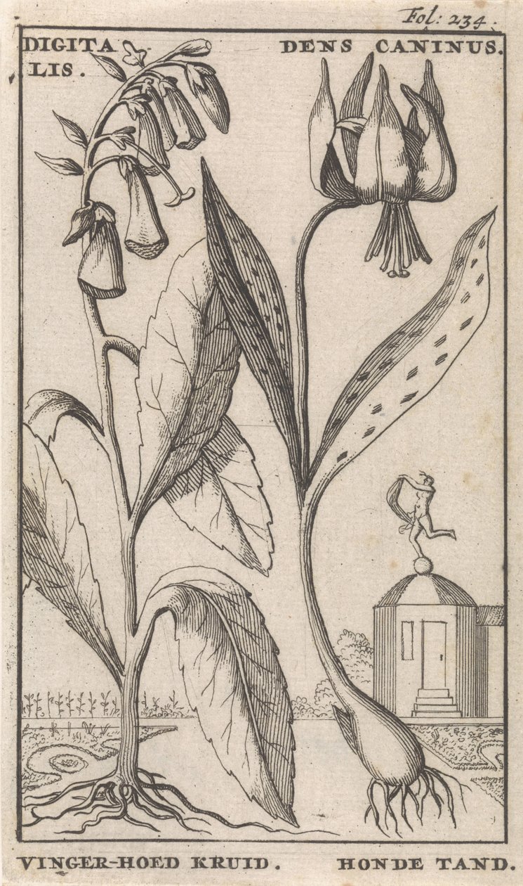 Página de título y ocho impresiones con flores Dedalera y diente de perro digital. Dens Caninus / hierba de sombrero de dedo. Diente de perro (título en el objeto) de Caspar Luyken