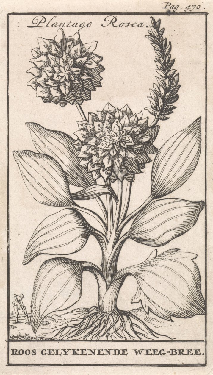 Página de título y ocho impresiones con flores Weegbree Plantago Rosea / Roos gelykenende Weeg-bree (título sobre el objeto) de Caspar Luyken