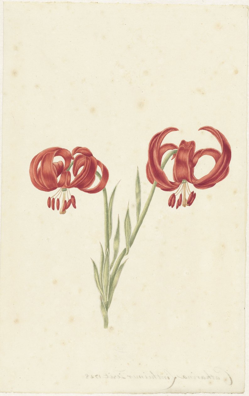 Lirio rojo de Catharina Lintheimer