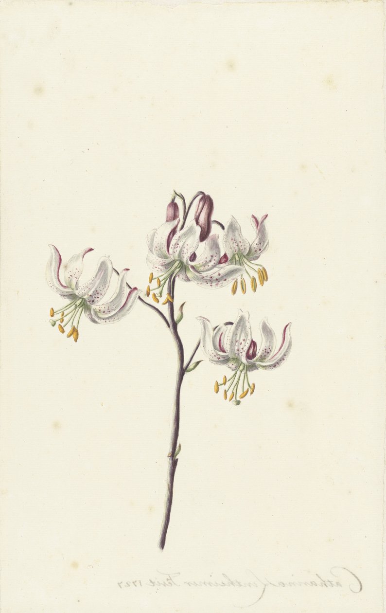 Ramita con cuatro lirios blancos de Catharina Lintheimer