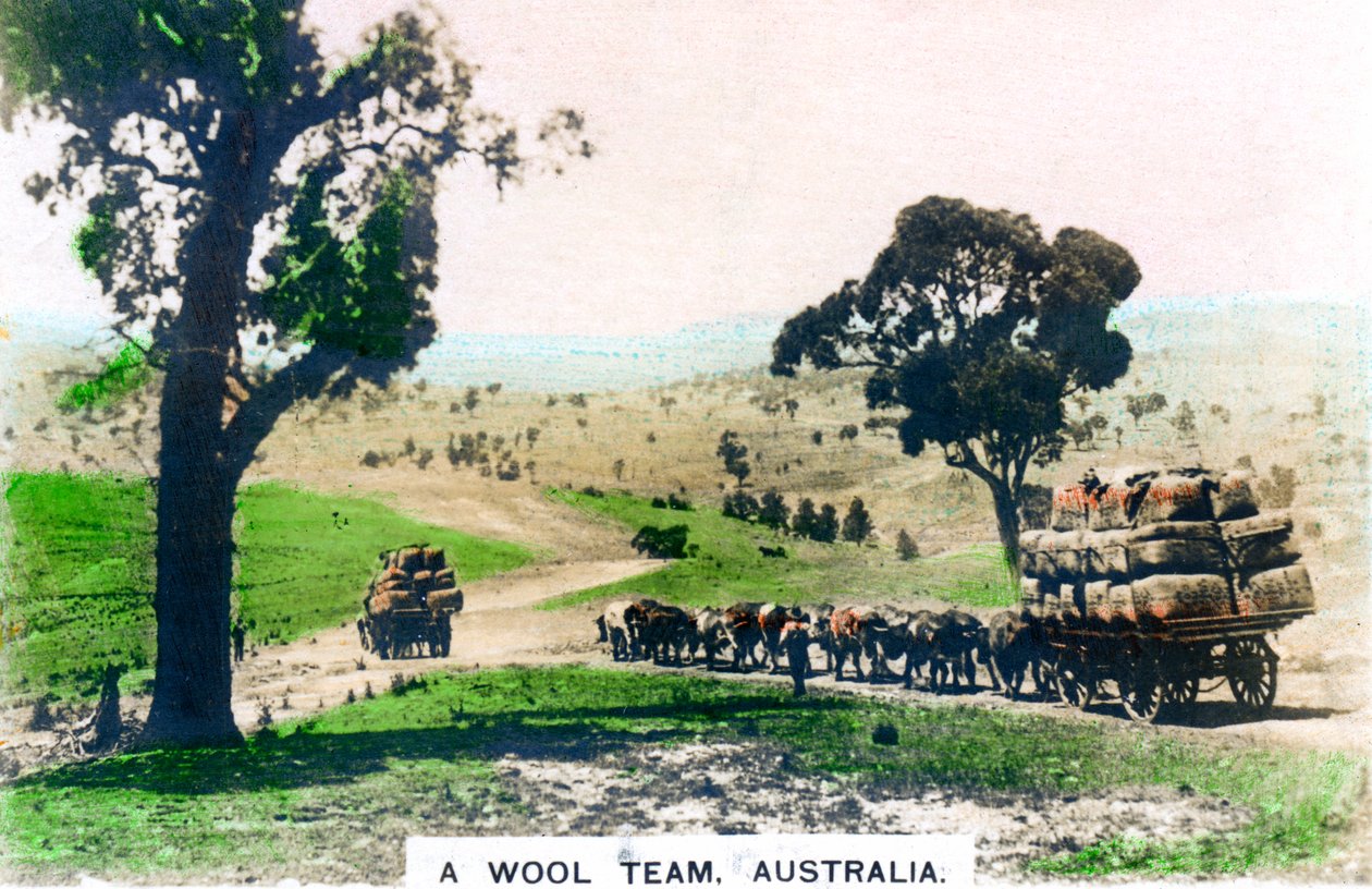 Un equipo de lana, Australia, c1920s de Cavenders Ltd