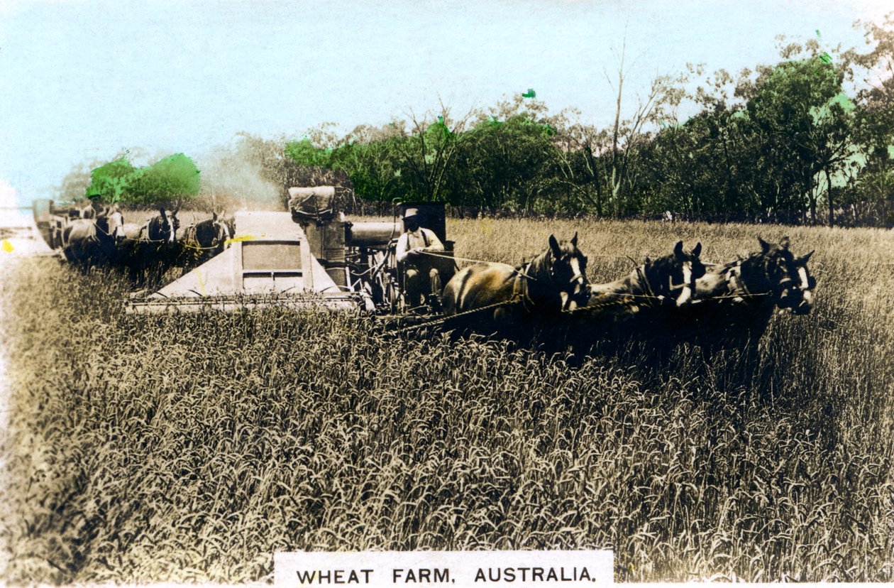Granja de trigo Grenfell, Australia, c1920s de Cavenders Ltd