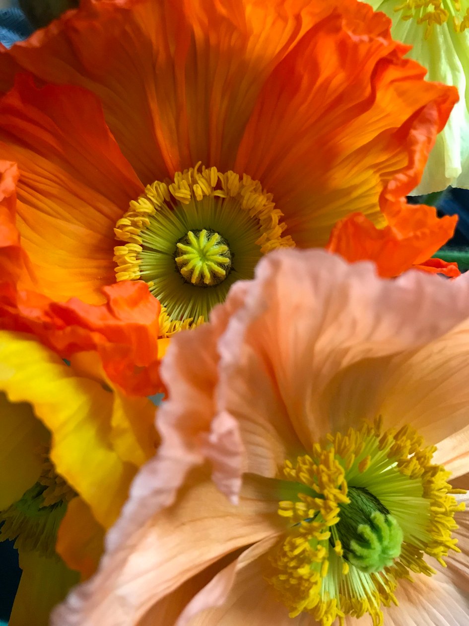 Composición - Flores, 2019 (foto) de Cécile Jamet
