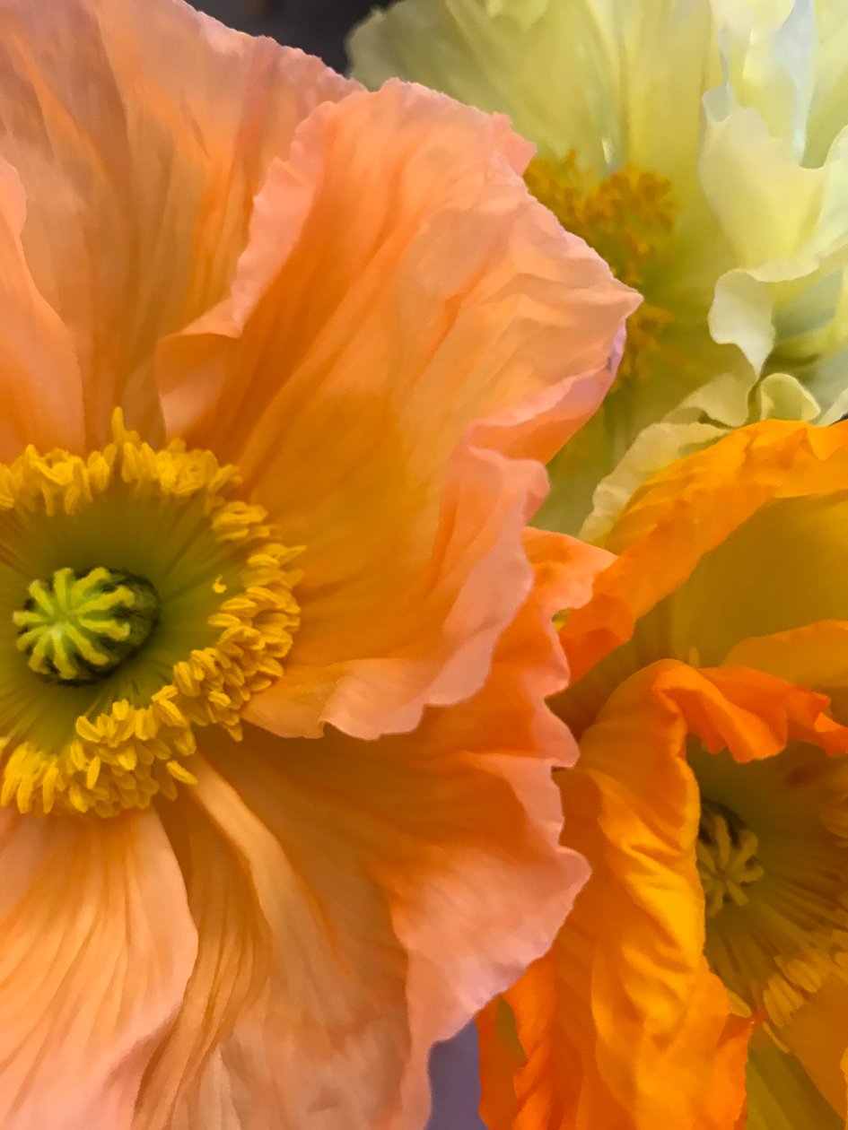 Composición - Flores, 2019 (foto) de Cécile Jamet