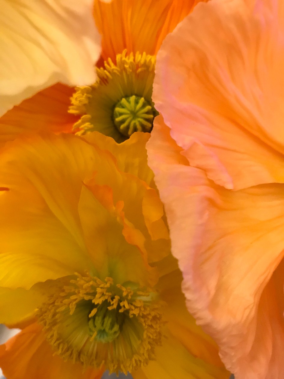 Composición - Flores, 2019 (foto) de Cécile Jamet