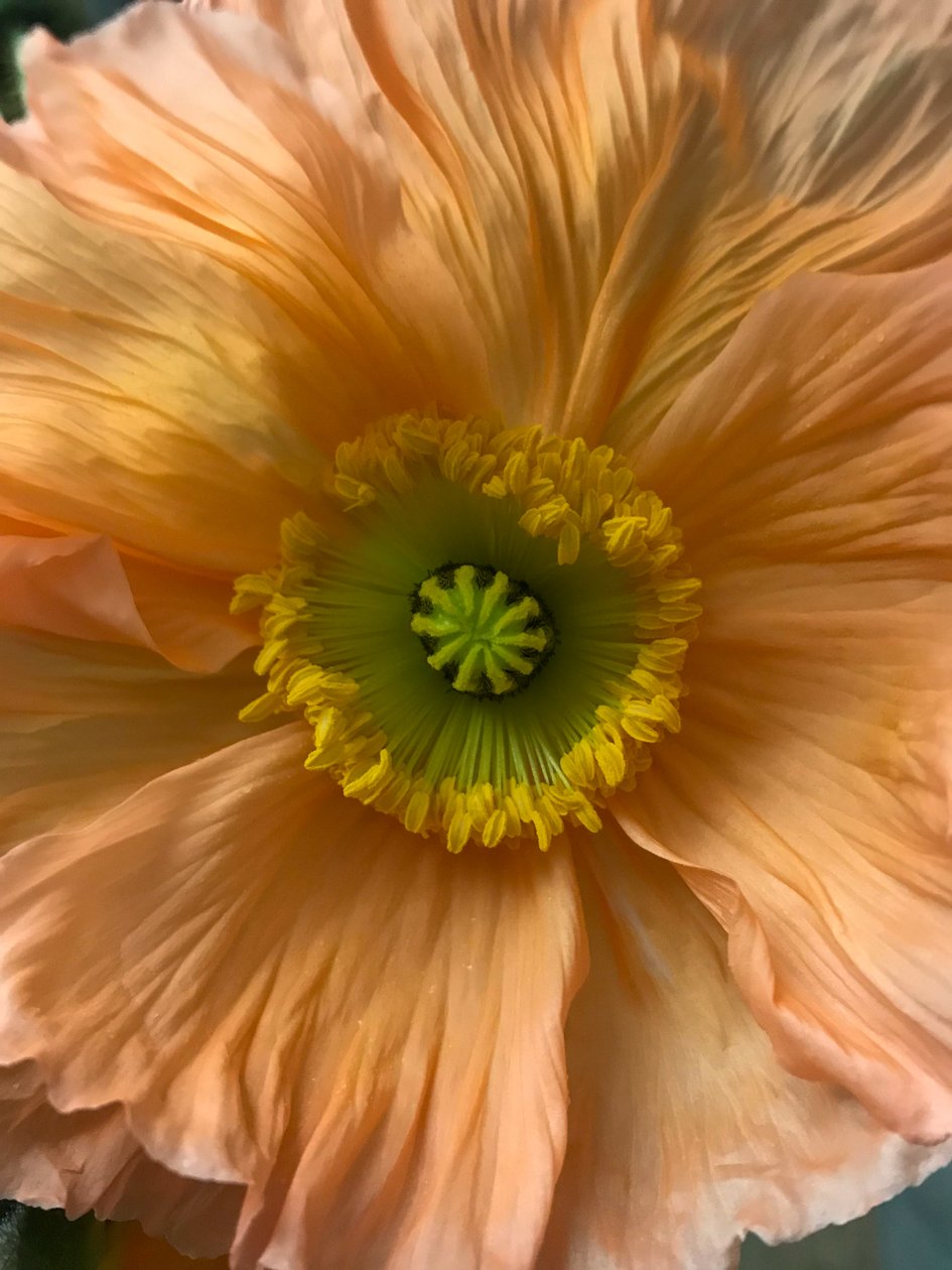 Composición - Flores, 2019 (foto) de Cécile Jamet