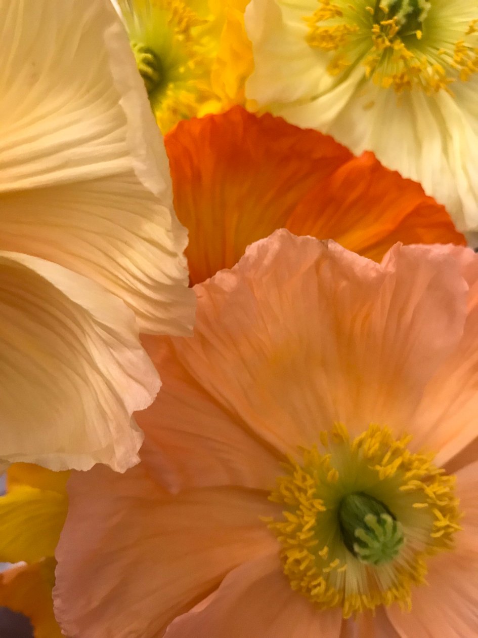 Composición - Flores, 2019 (foto) de Cécile Jamet