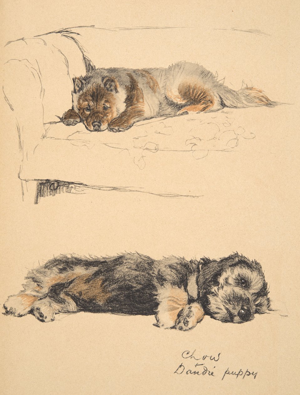 Cachorro de Chow y Dandie, 1930, ilustraciones de su libro de bocetos para 