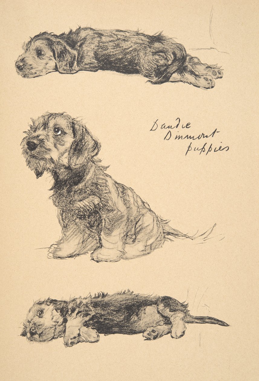 Cachorros de Dandie Dinmont, 1930, ilustraciones de su cuaderno de bocetos utilizado para 