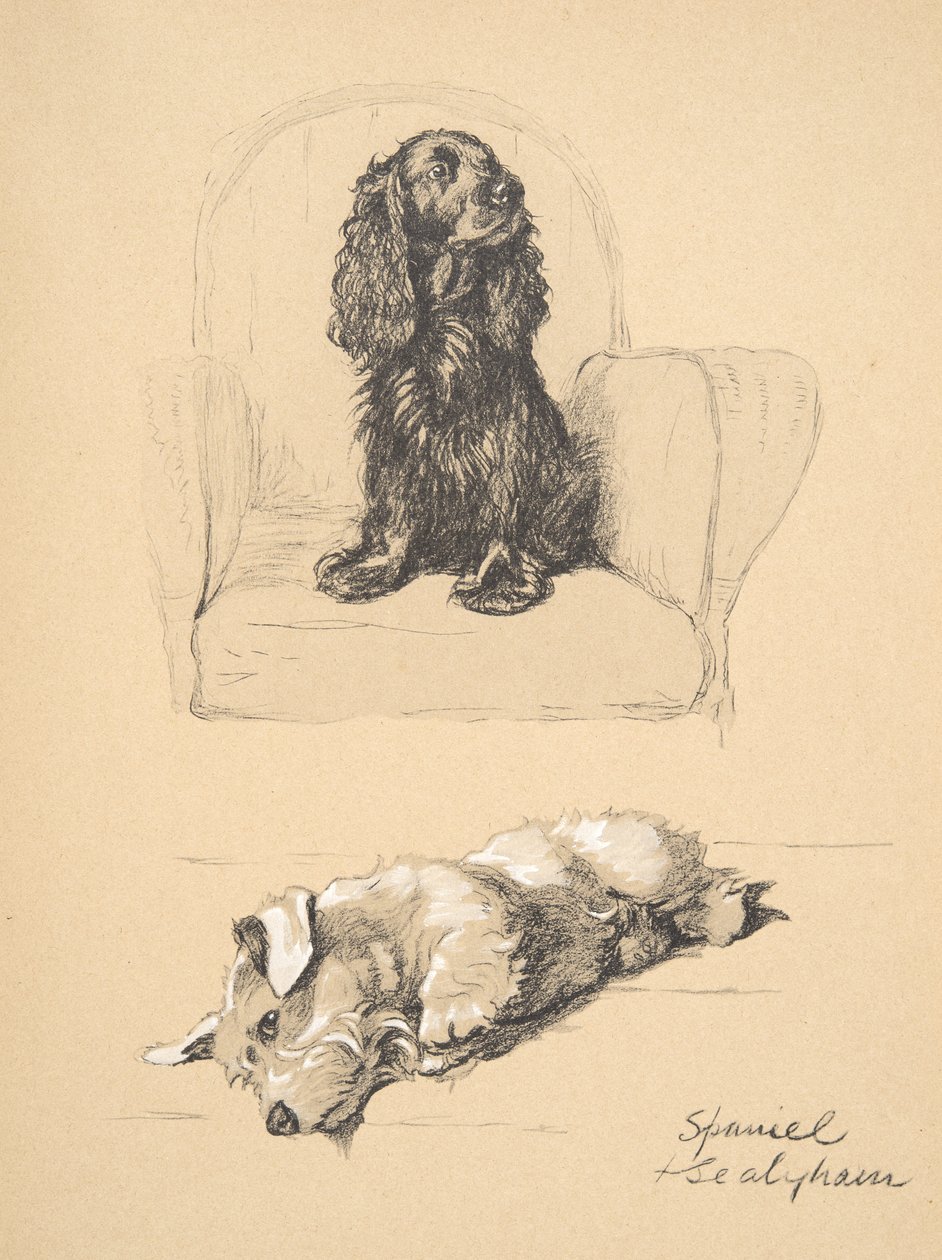 Spaniel y Sealyham, 1930, ilustraciones de su libro de bocetos usado para 
