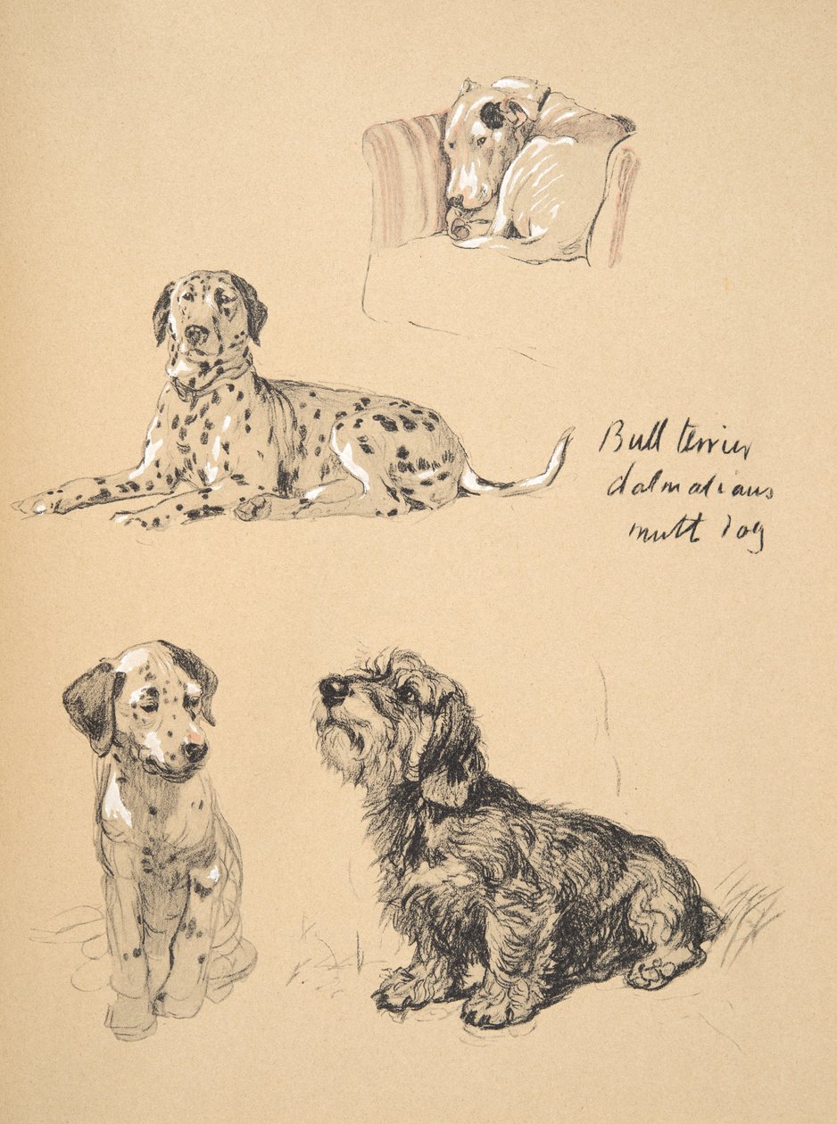 Bull Terrier, Dálmatas y perro mestizo, 1930, Ilustraciones de su Sketch Book usado para Just Among Friends, Aldin, Cecil Charles Windsor (1870-1935), publicado posteriormente por Eyre and Spottiswoode Limited, 1934 de Cecil Charles Windsor Aldin
