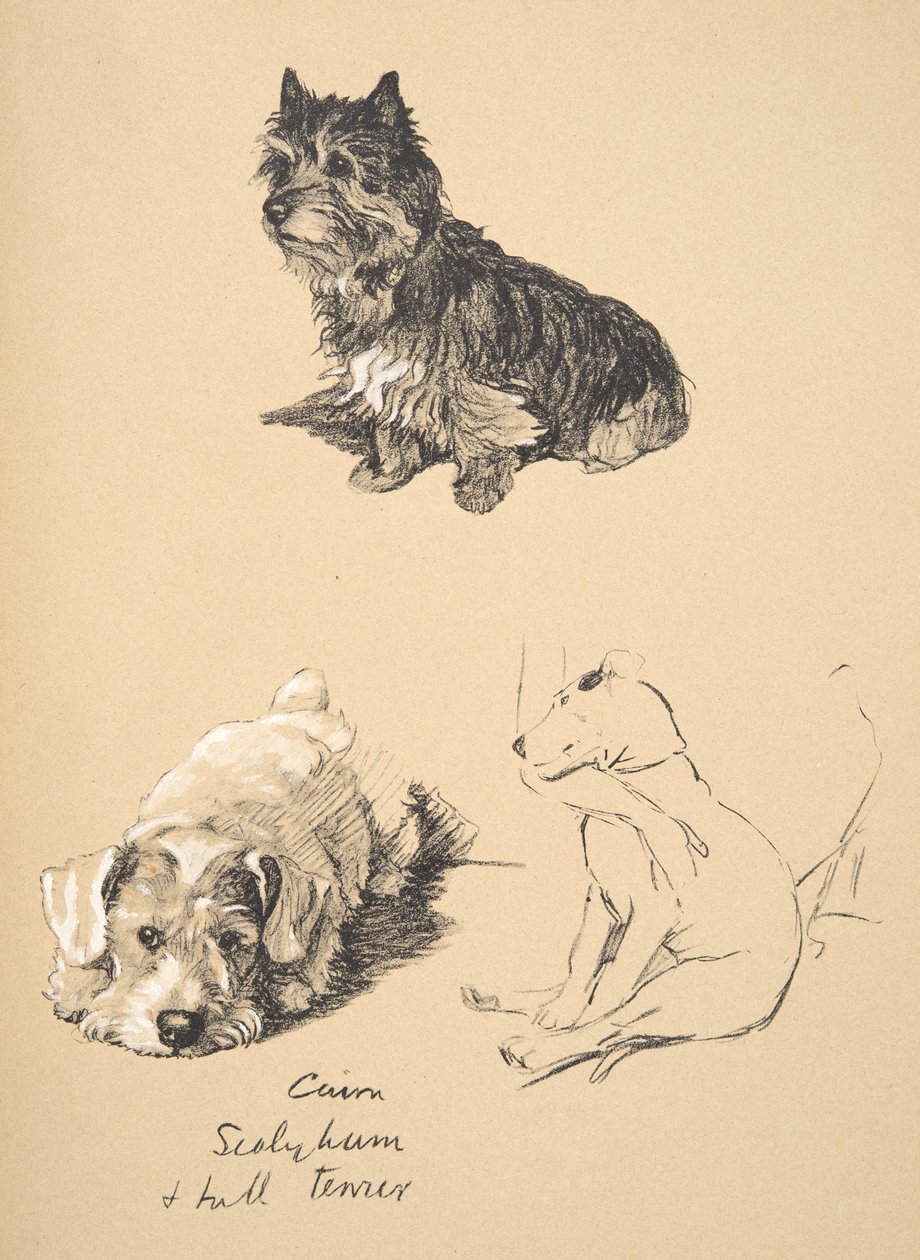 Cairn, Sealyham y Bull Terrier, 1930, Ilustraciones de su Sketch Book usado para Just Among Friends, Aldin, Cecil Charles Windsor (1870-1935), publicado posteriormente por Eyre and Spottiswoode Limited, 1934 de Cecil Charles Windsor Aldin