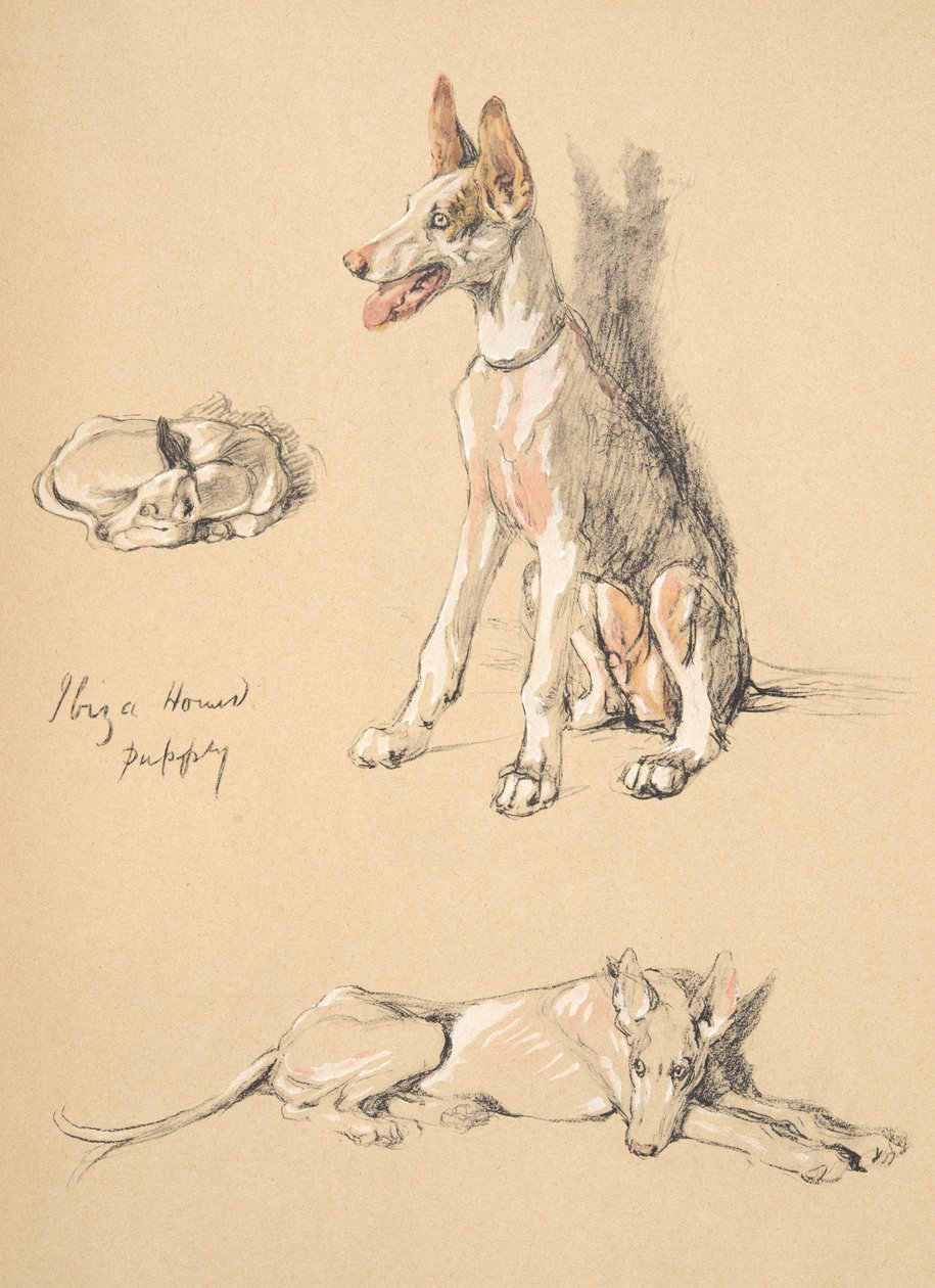 Cachorro de perro de Ibiza, 1930, Ilustraciones de su Sketch Book usado para Just Among Friends, Aldin, Cecil Charles Windsor (1870-1935), publicado posteriormente por Eyre and Spottiswoode Limited, 1934 de Cecil Charles Windsor Aldin