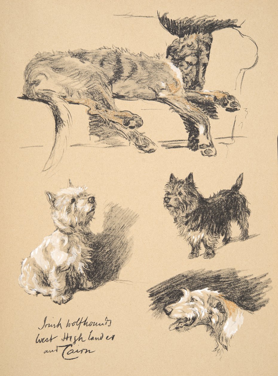 Lobero irlandés, West Highlander y Cairn, 1930, Ilustraciones de su libro de bocetos usado para 