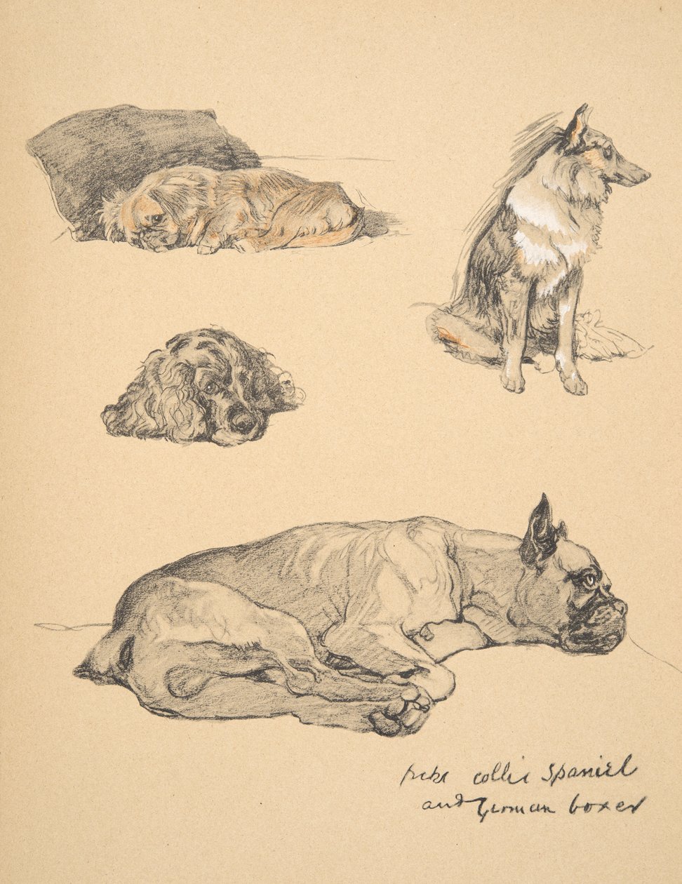 Peke, Collie, Spaniel y Boxer Alemán, 1930, Ilustraciones de su Libro de Bocetos para 