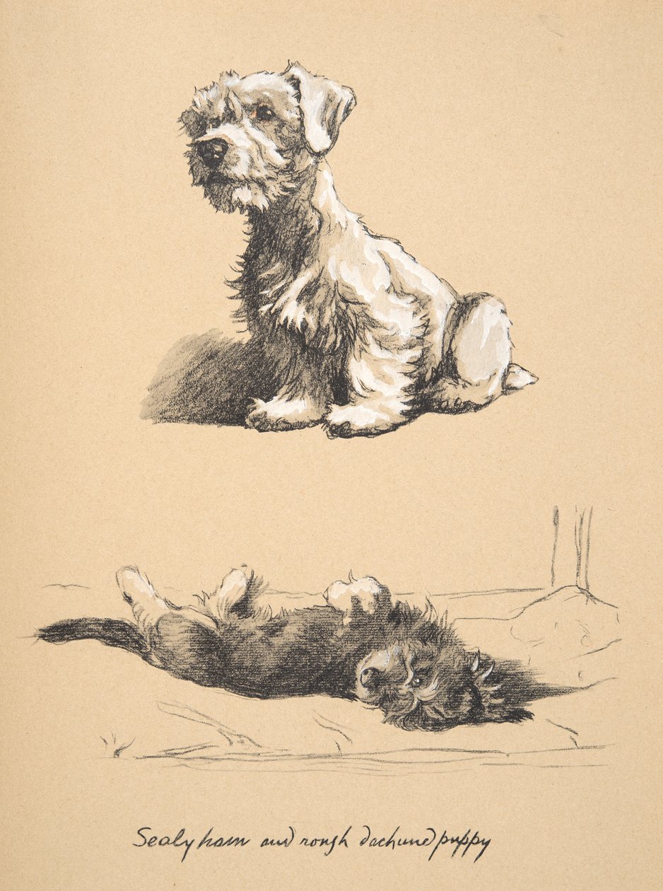 Sealyham y cachorro de Rough Dachund, 1930, Ilustraciones de su cuaderno de bocetos utilizado para Just Among Friends, publicado más tarde por Eyre y Spottiswoode Limited, 1934 de Cecil Charles Windsor Aldin