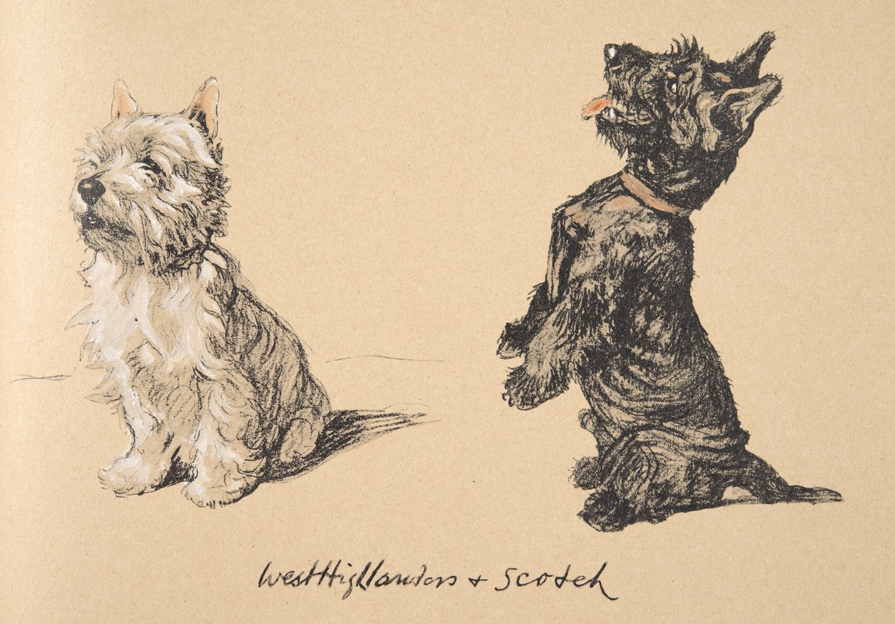 West Highlander y Scotch, 1930, Ilustraciones de su Sketch Book usado para 