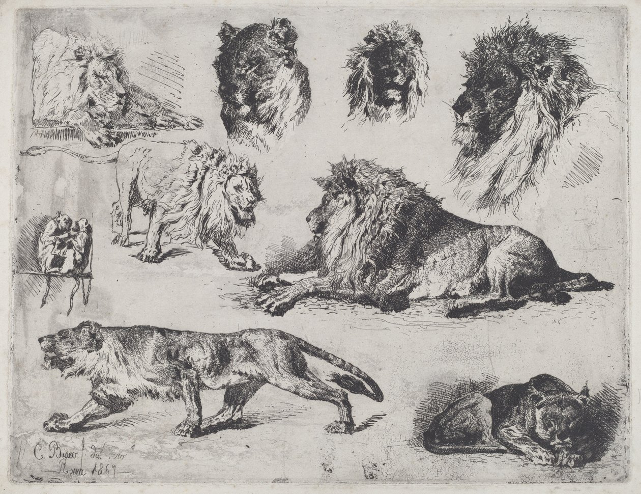 Estudio de leones de Cesare Biseo