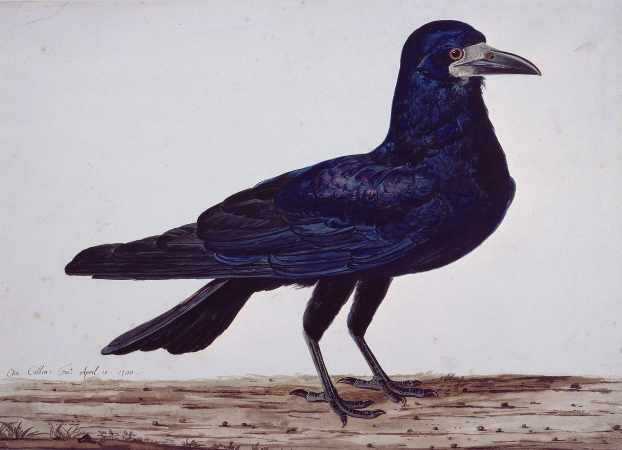 Una graja de Charles Collins