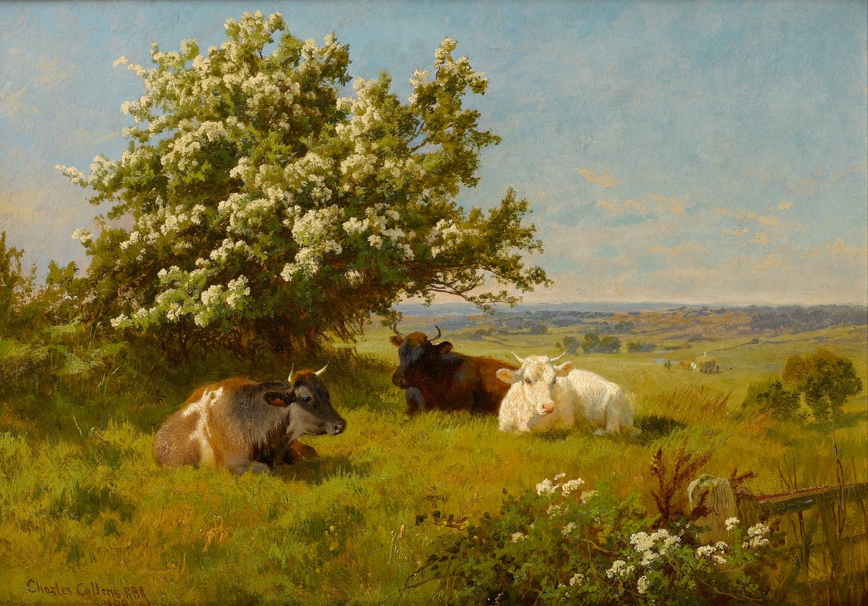 Vacas en un prado, 1899 de Charles Collins
