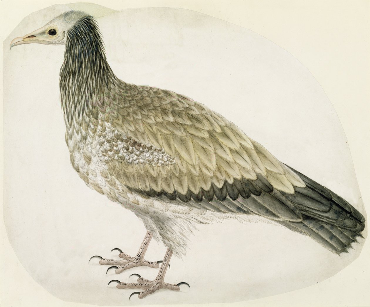 Buitre egipcio, c.1736 de Charles Collins