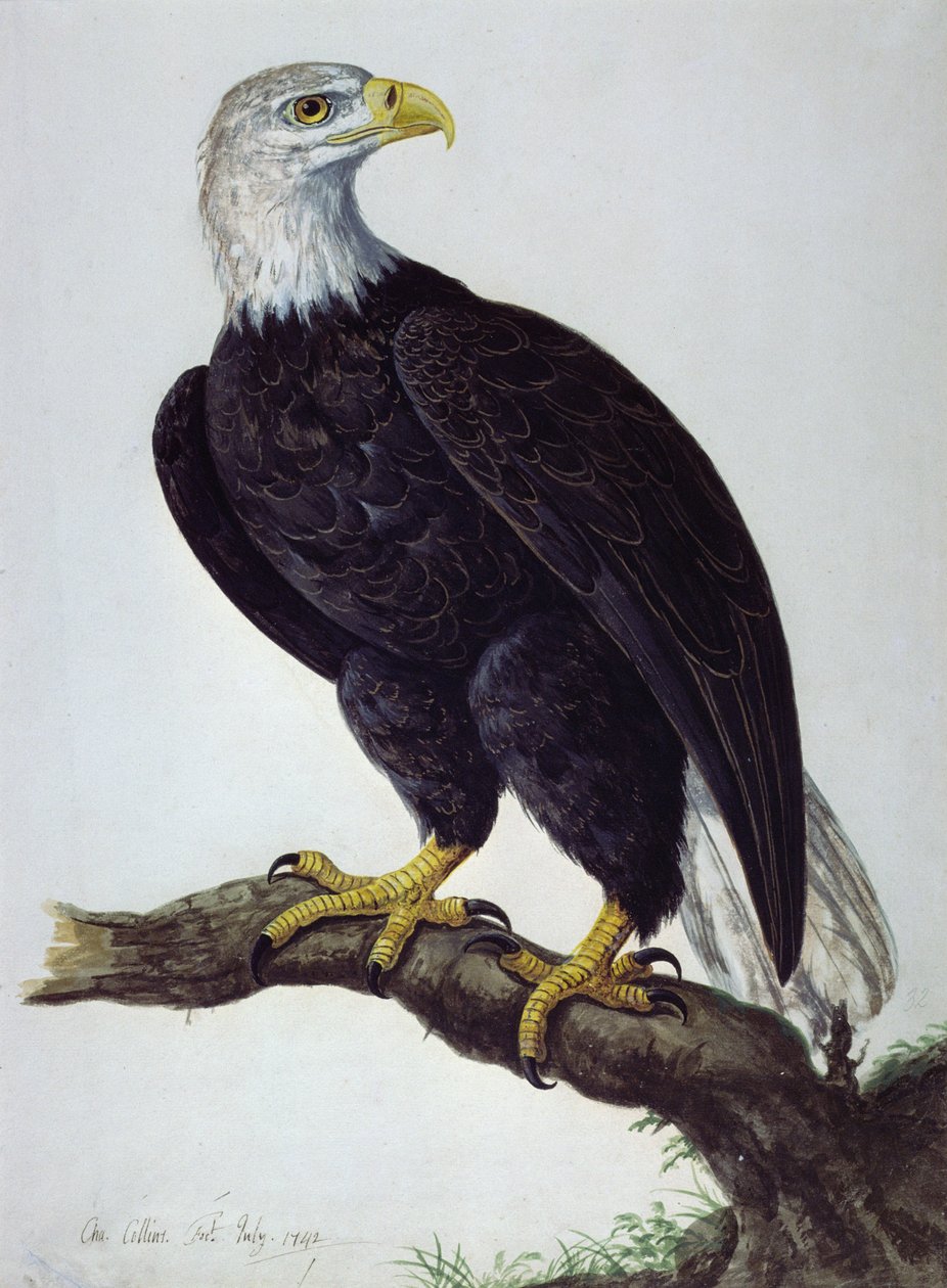 Águila Marina de Cabeza Blanca de Charles Collins