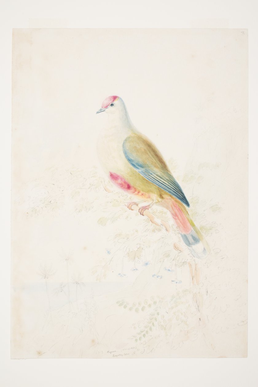 Paloma (tamaño real) Islas Loyalty por Charles Heaphy de Charles Heaphy