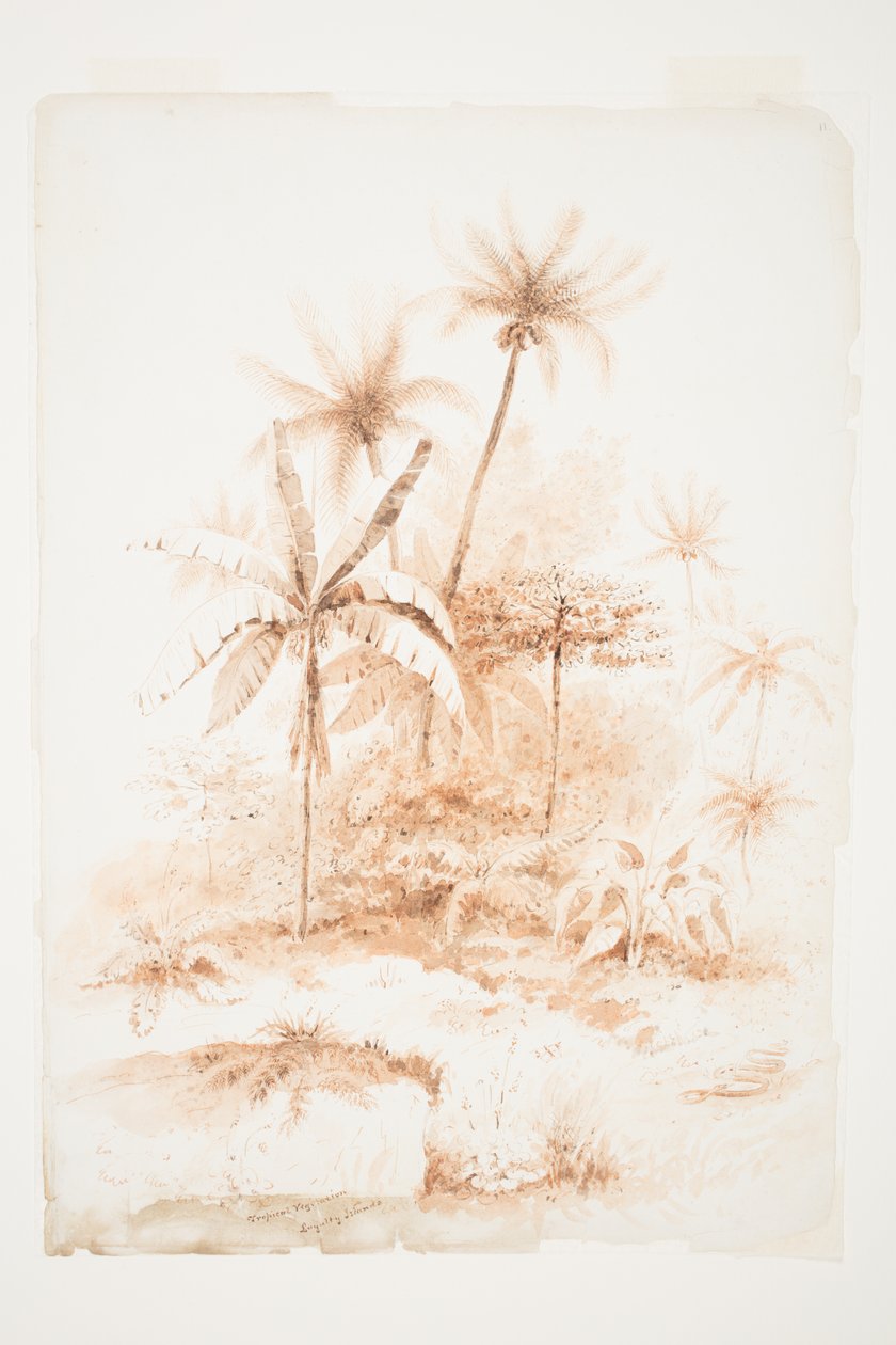Vegetación tropical, Islas Loyalty de Charles Heaphy