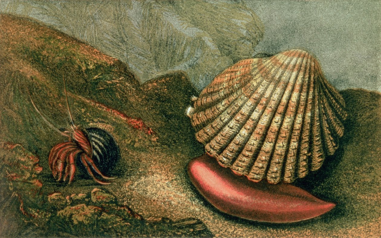 Cardum Rusticum y Pagurus Bernhardi en una concha de bígaro, de 