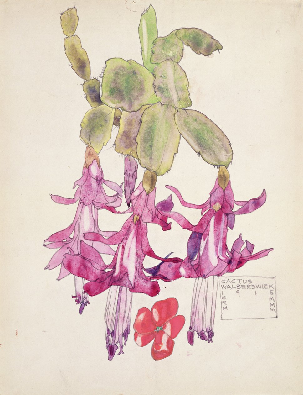 Flor de cactus de Charles Rennie Mackintosh