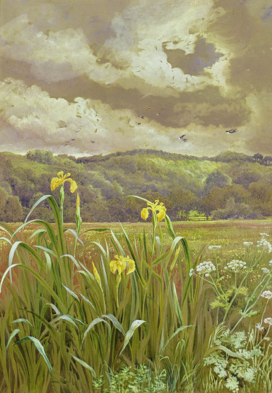 Iris y perejil de vaca de Charles Robertson