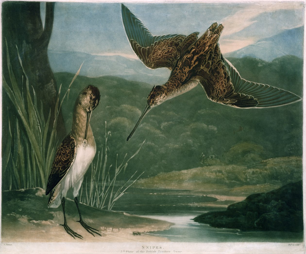 Becadas, lámina 3 de British Feather Game, grabado por el artista, publicado por R. Ackermann, c.1810 de Charles Yardley Turner