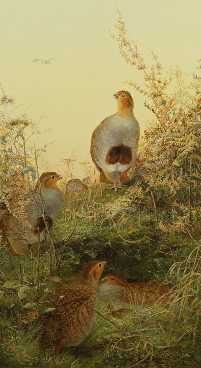 Una bandada de perdices en el helecho al atardecer de Charles Whymper