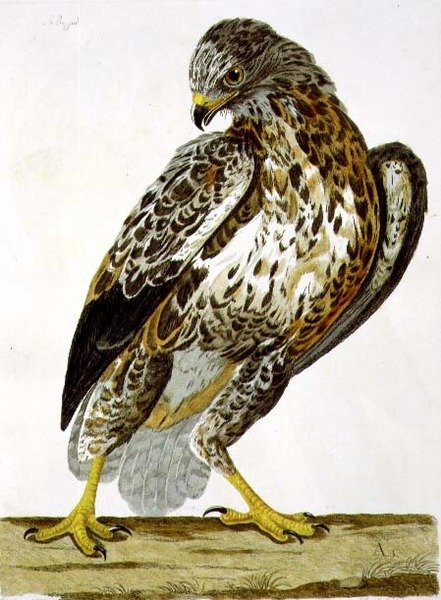El ratonero común (Buteo buteo) lámina de 