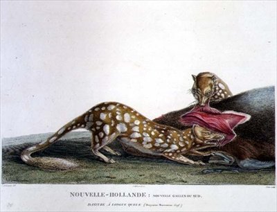 Dasyurus Macrourus, un Dasyure de Cola Larga, de Nueva Gales del Sur, Nueva Holanda, lámina 33 de 