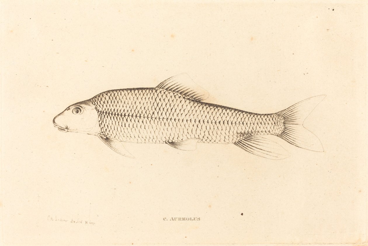 C. Aureolus de Charles Alexandre Lesueur