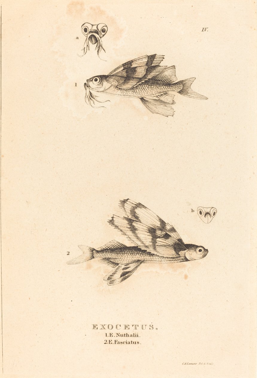 Exocetus de Charles Alexandre Lesueur