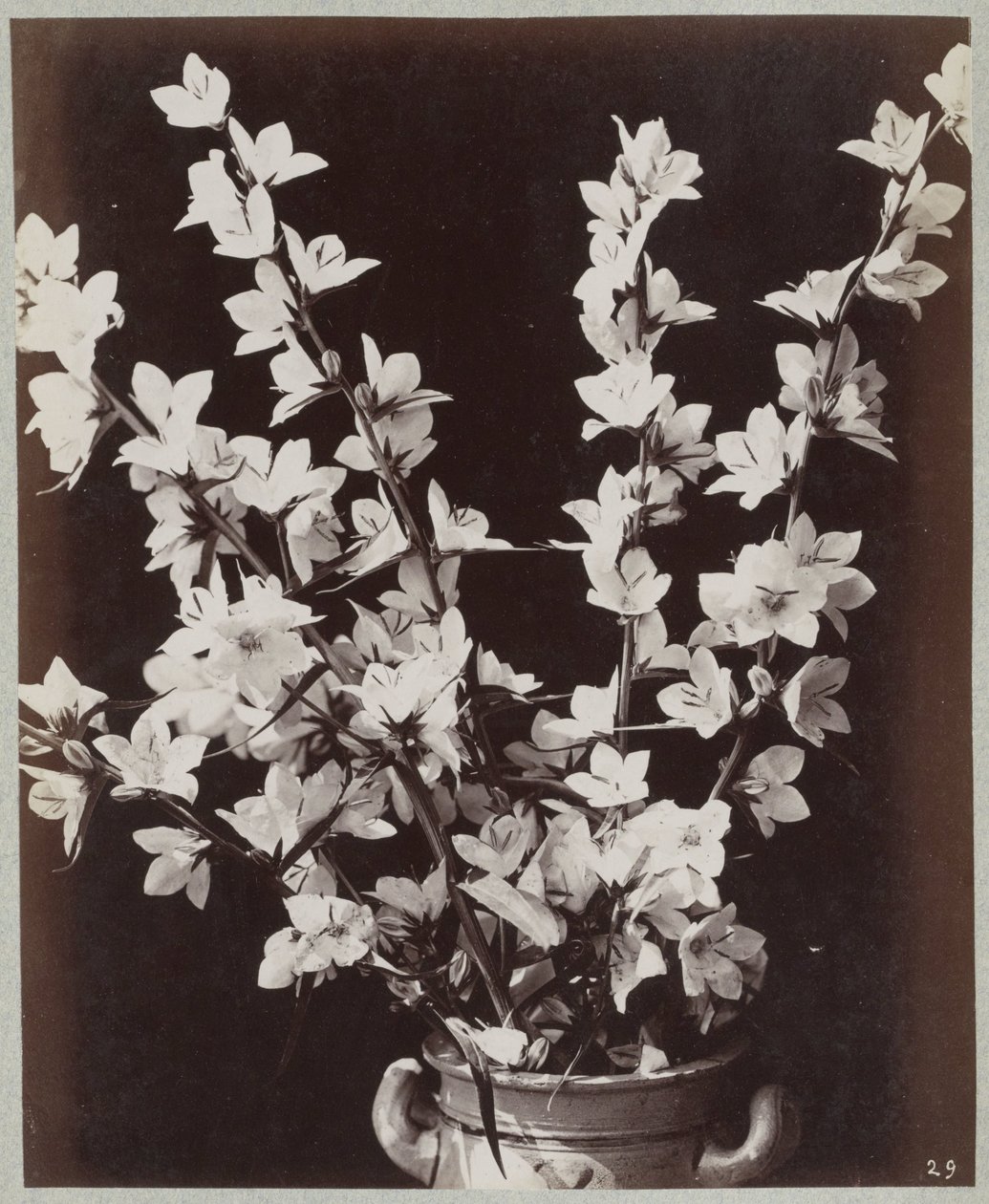 Estudio de flores con maceta de colonia de Charles Aubry (manner of)