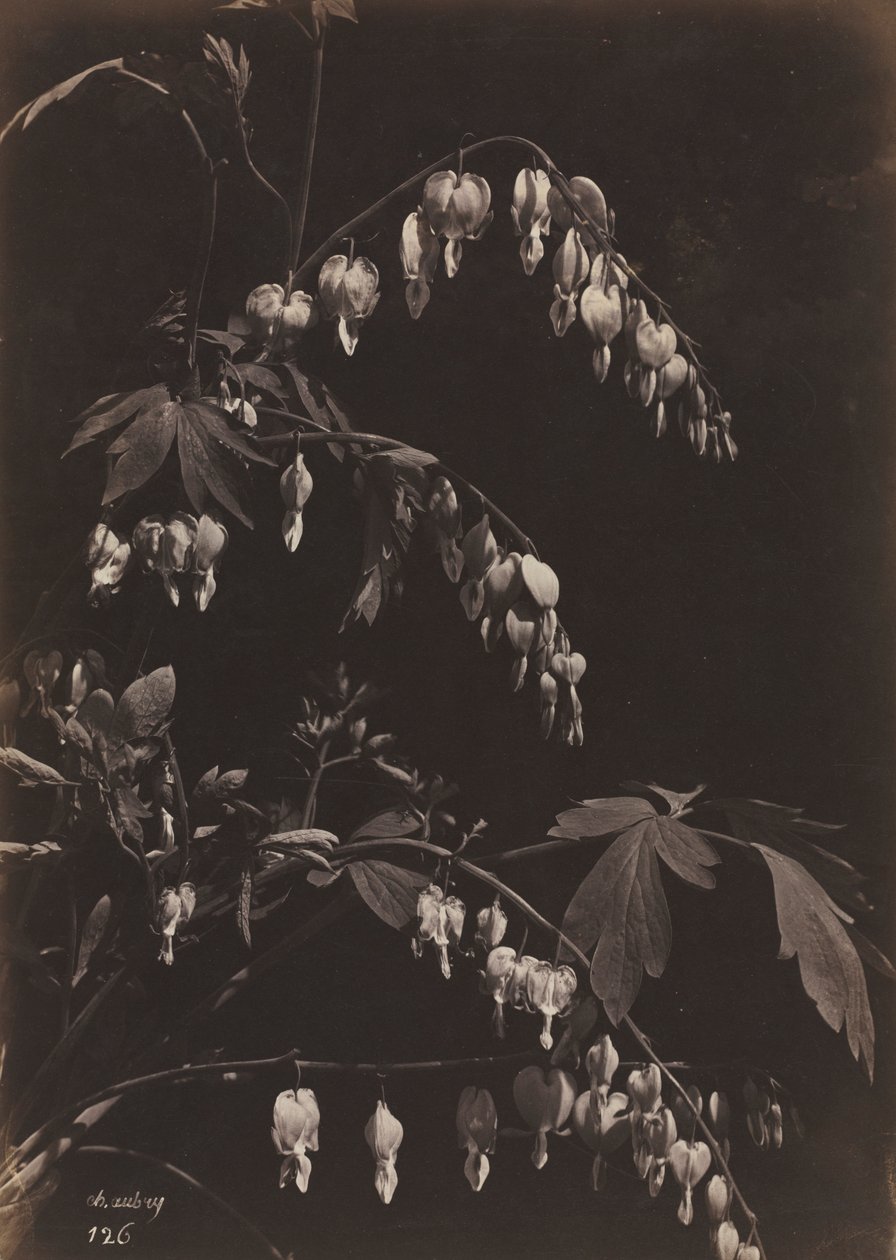 Naturaleza muerta floral Corazones sangrantes, c. 1865 de Charles Aubry