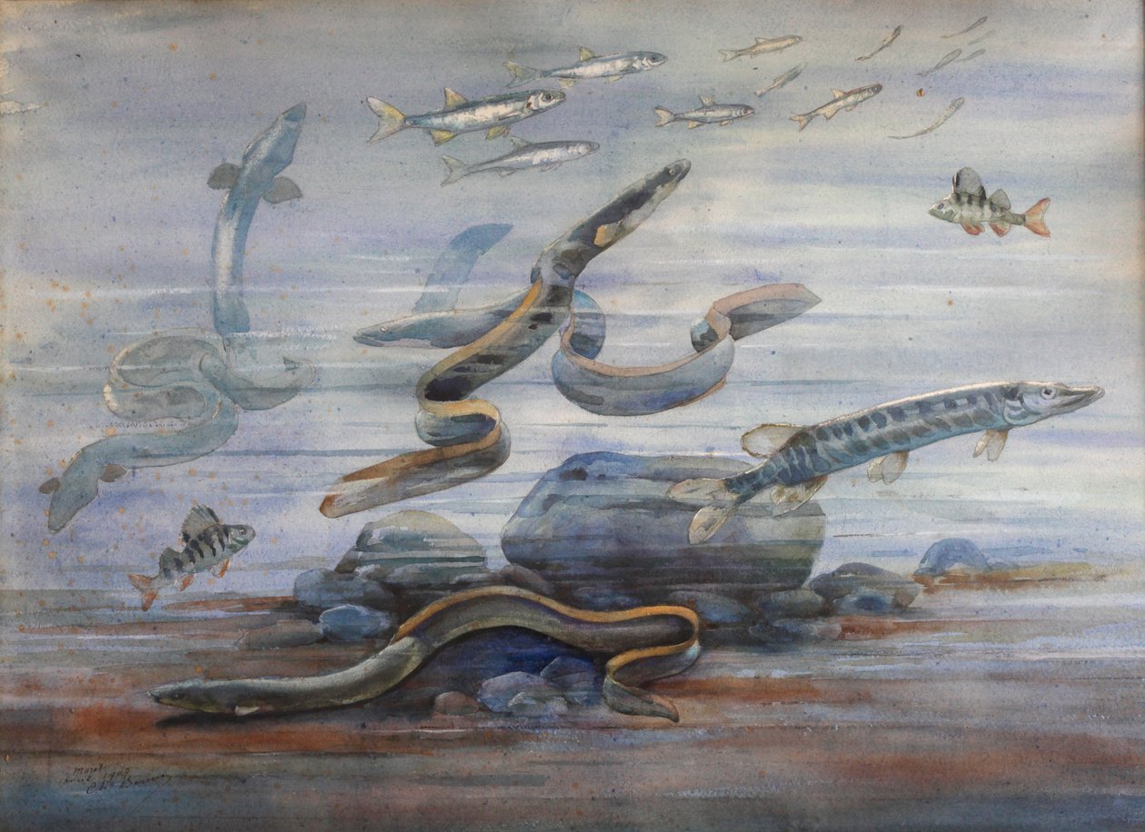 Pez de mar, c.1907 (acuarela) de Charles Bernier