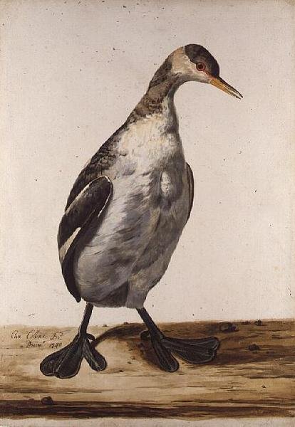 El colimbo mayor de Charles Collins