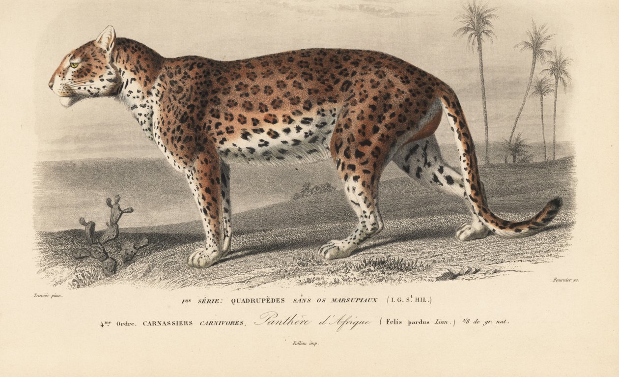 Leopardo, del "Dictionnaire Universel d