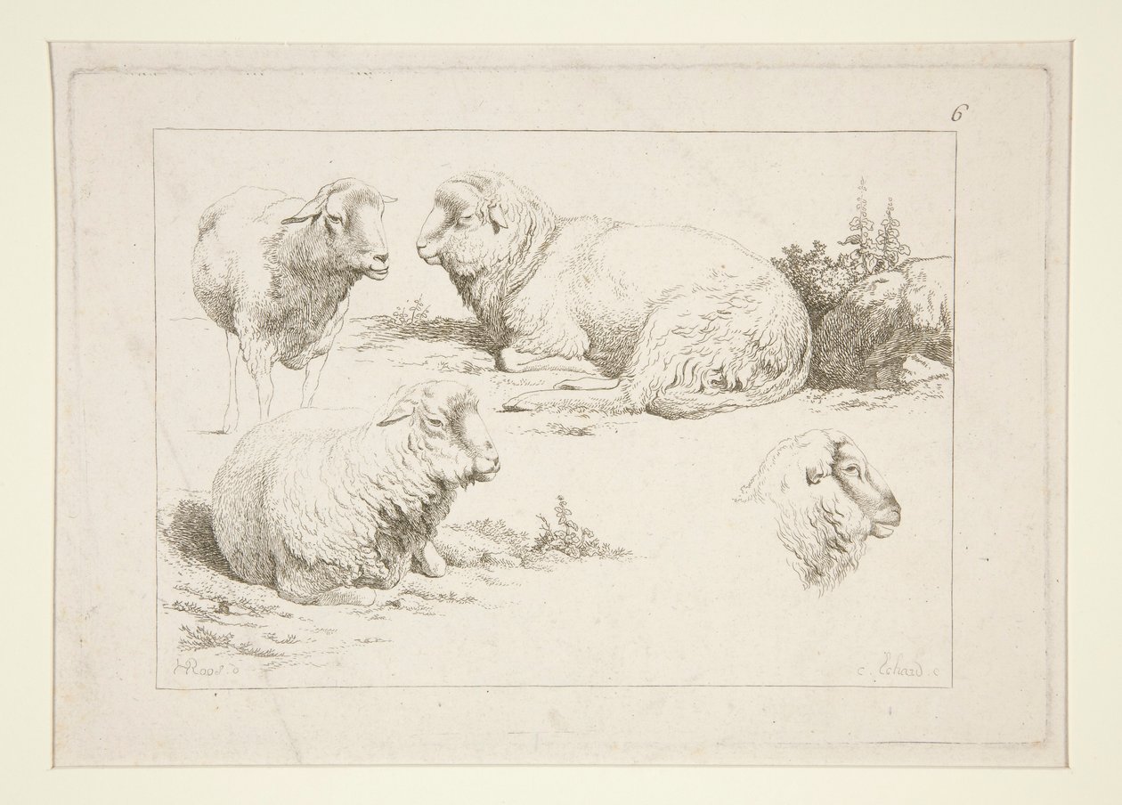 estudio de ovejas de Charles Echard
