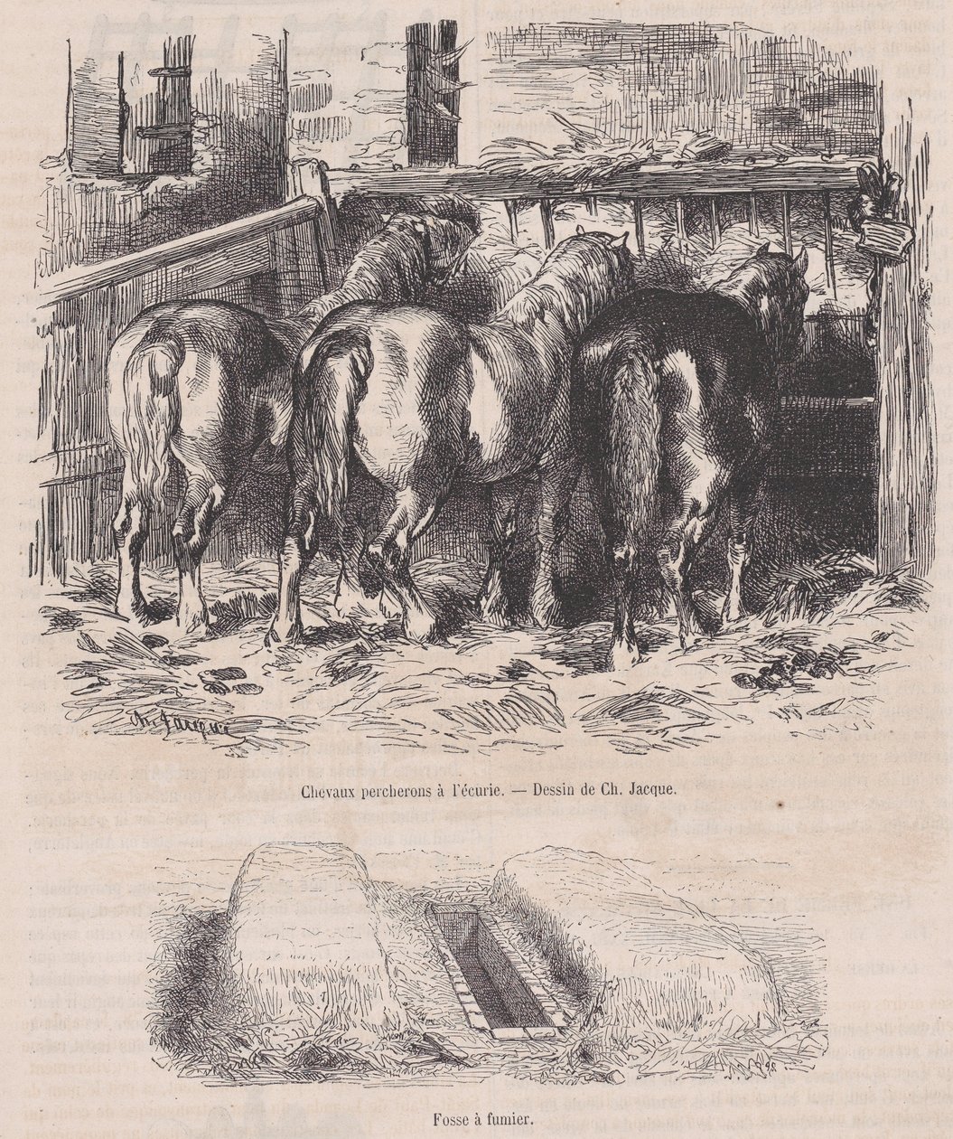 Caballos percherones en el establo, Fosa de estiércol, de Magasin Pittoresque, ca. 1852 de Charles Emile Jacque